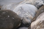 Elephant Seal Old