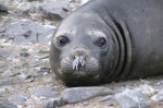 Elephant Seal