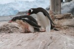 Gentoo and Chick