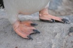 Gentoo Penguine Legs at Petermann Island